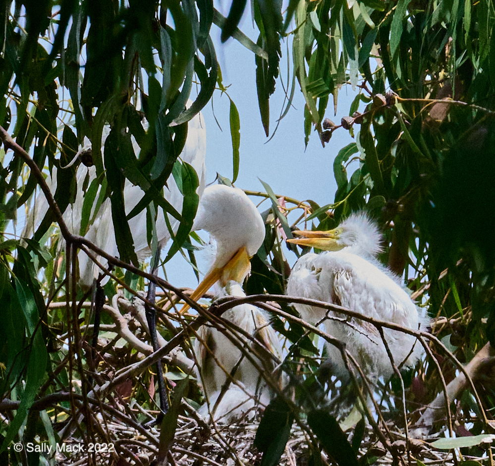 Egret chick feeding, Mare Island CA 8536