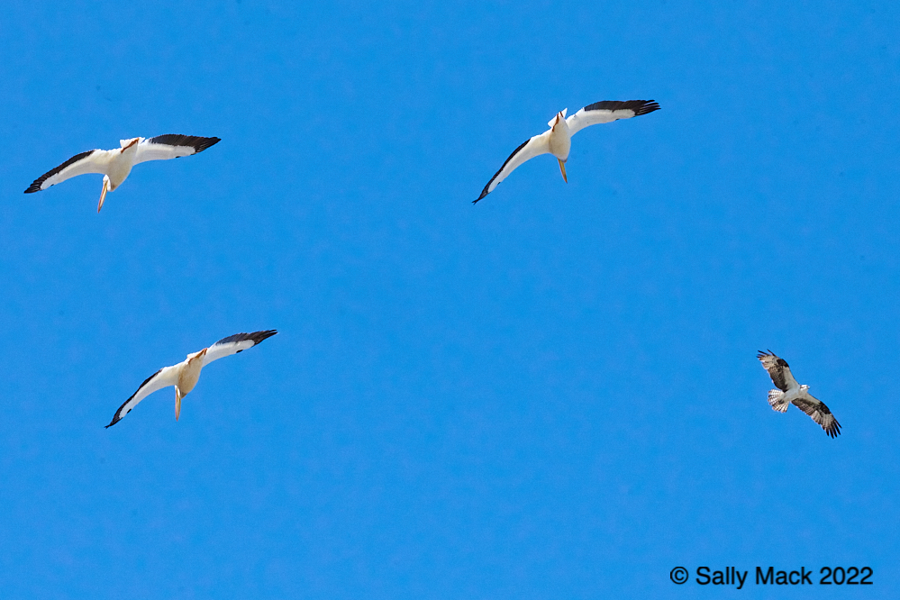 Three pelicans and an osprey, Mare Island CA 11134 (2022)