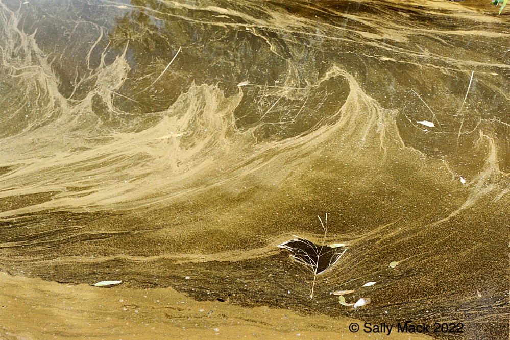 Wetlands scum, Mare Island CA 459-20 (2005)