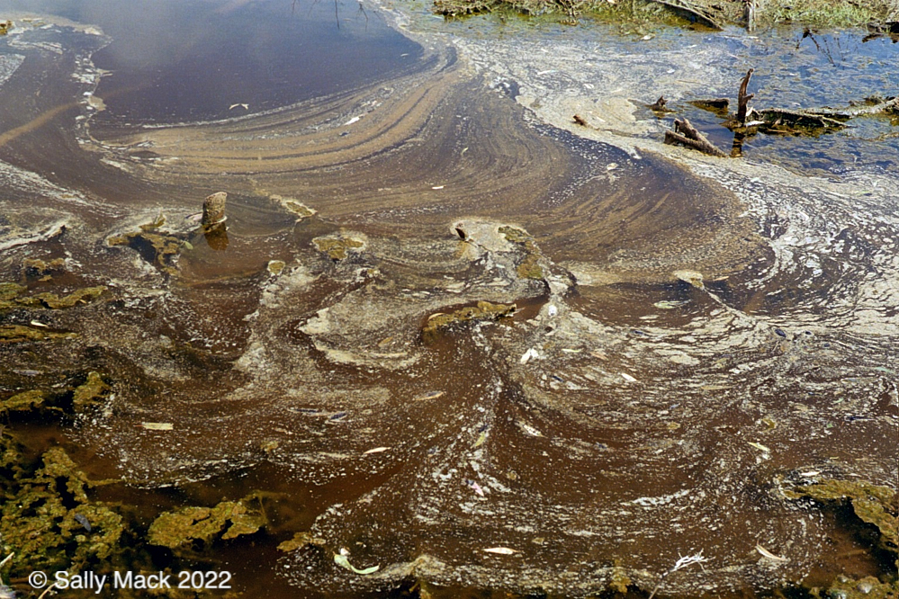 Wetlands scum, Mare Island CA 459-21 (2005)