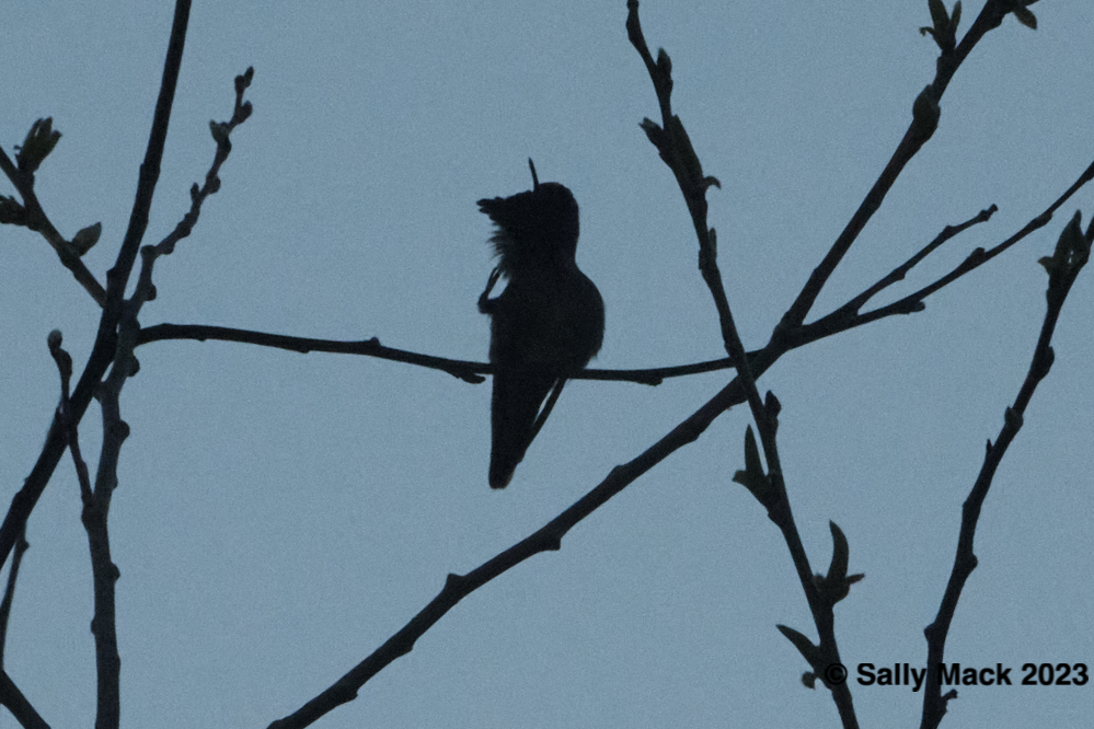 Hummingbird, Mare Island CA 3249 (2022)