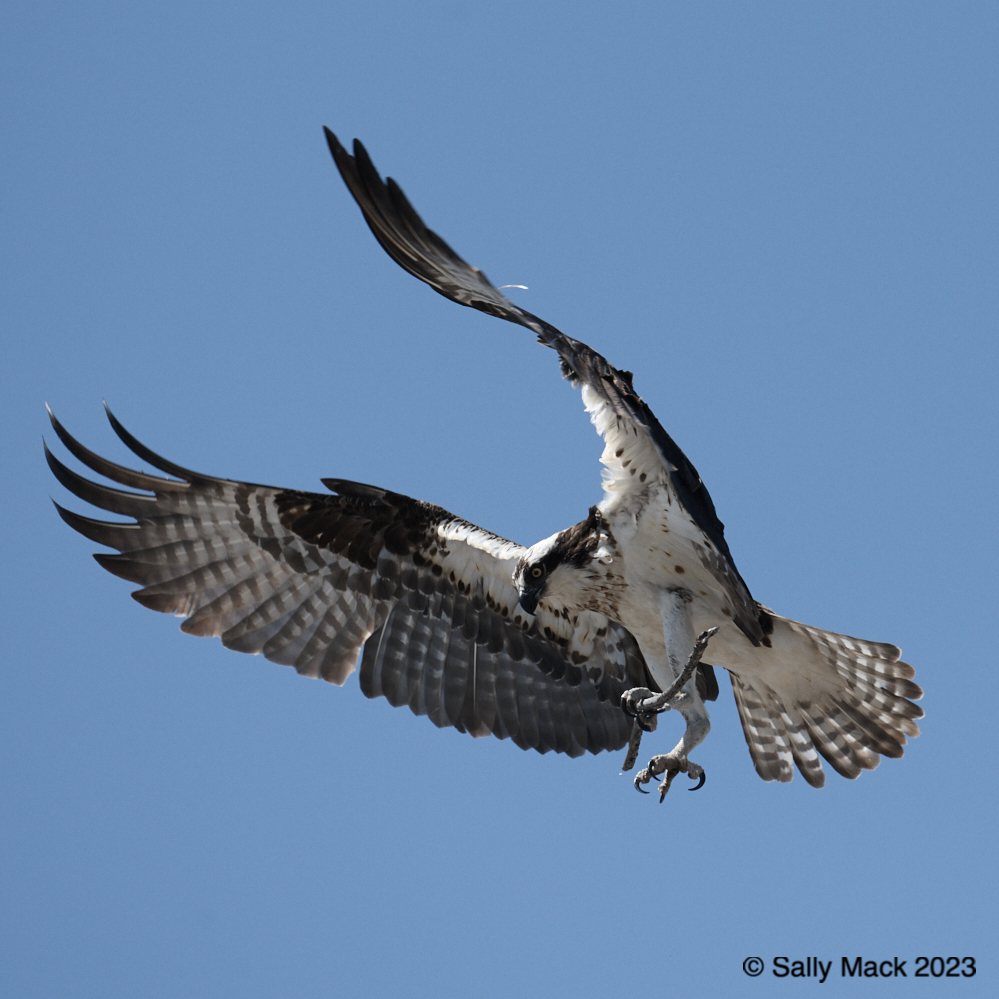 Osprey with nesting material, Mare Island CA 12309 (2023)