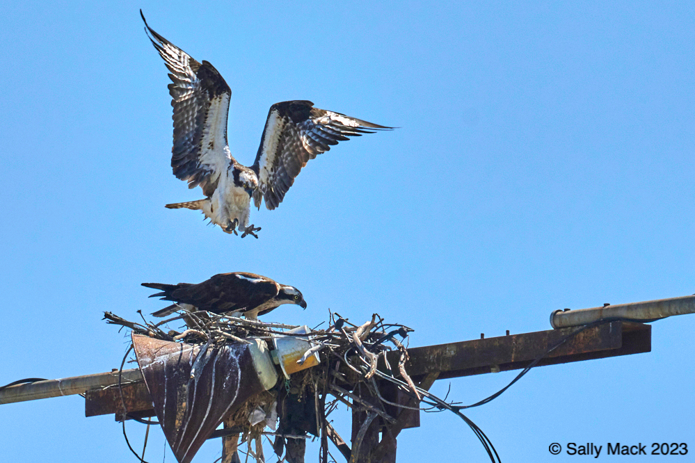 Ospreys preparing to mate, Mare Island CA 12690 (2023)