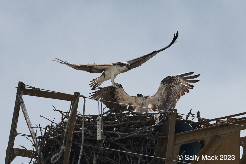 3/5 Nesting female osprey defending her nest against a male intruder, Mare Island CA 20970 (2023)
