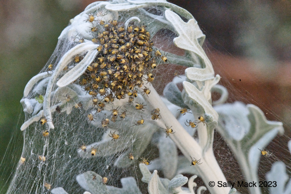 Spider nest, Vallejo CA 3076 (2022)
