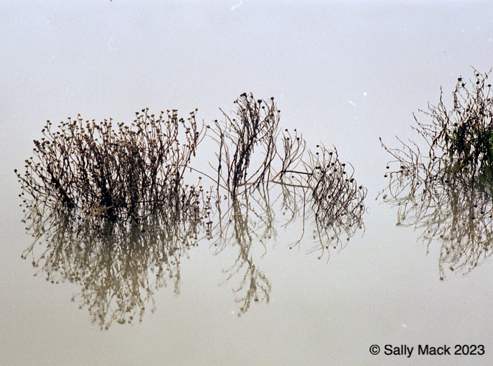 Wetllands reflections, Mare Island CA 493-15 (2005)
