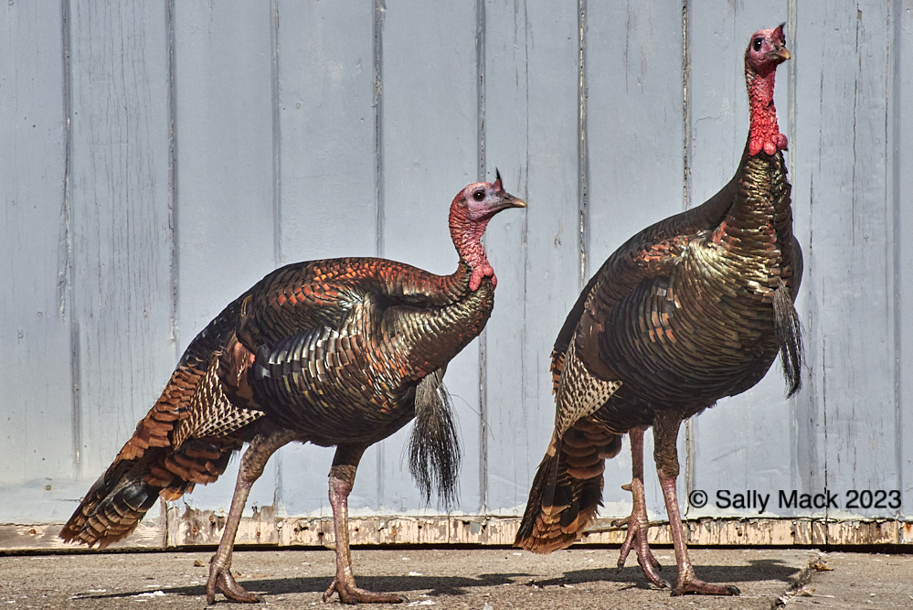 Female turkeys, Vallejo CA 9527 (2020)