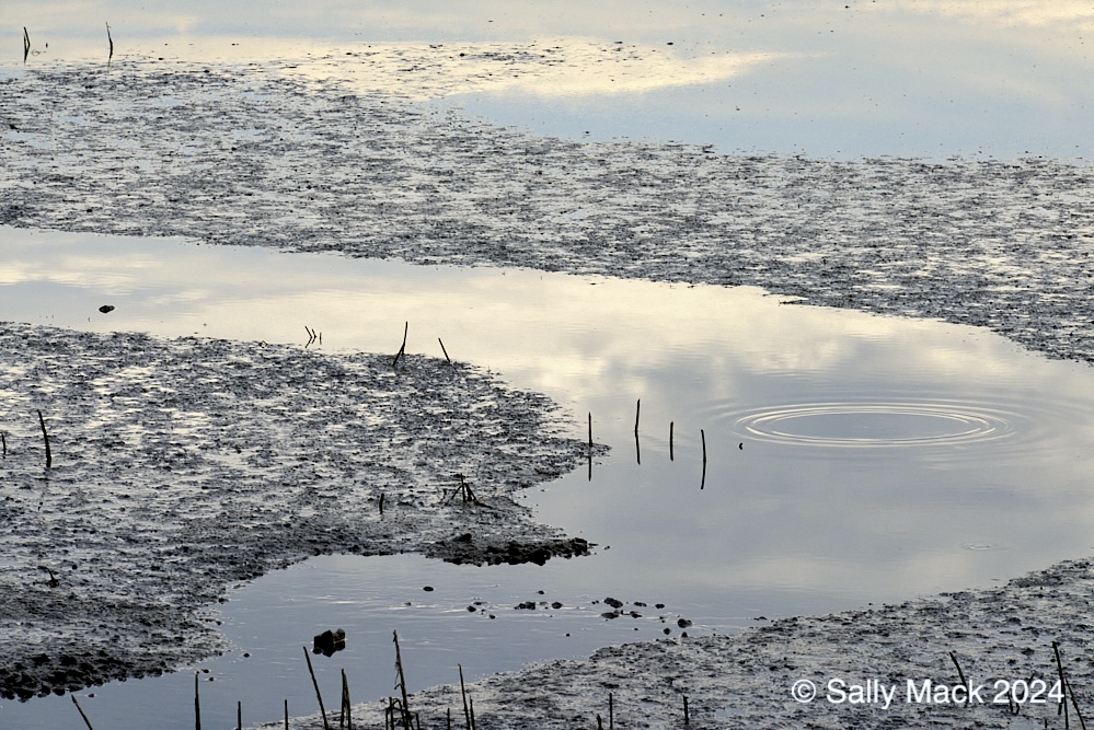 Wetlands water reflections, Vallejo CA 7973 (2017)