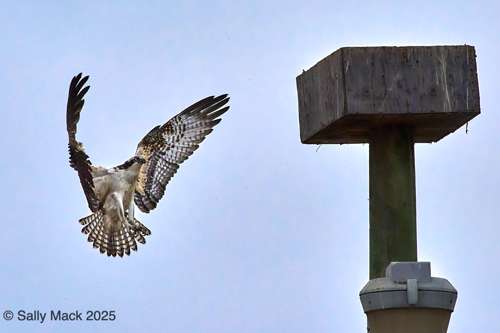 1/3 Osprey approaching nest, Mare Island CA 9842 (2018)