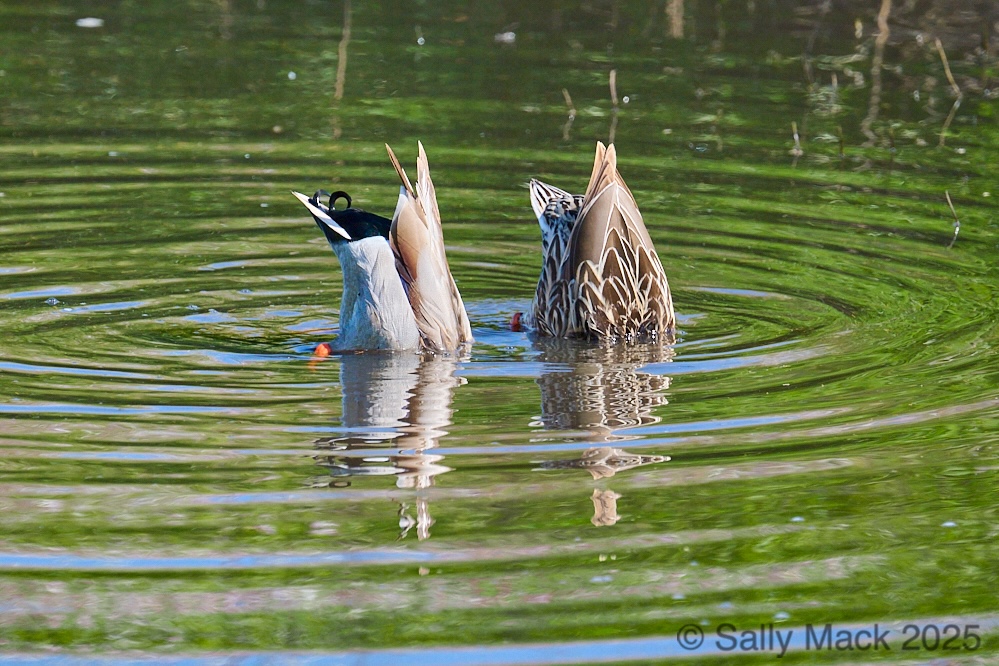 duckbuttsL-2025-04-04-02641